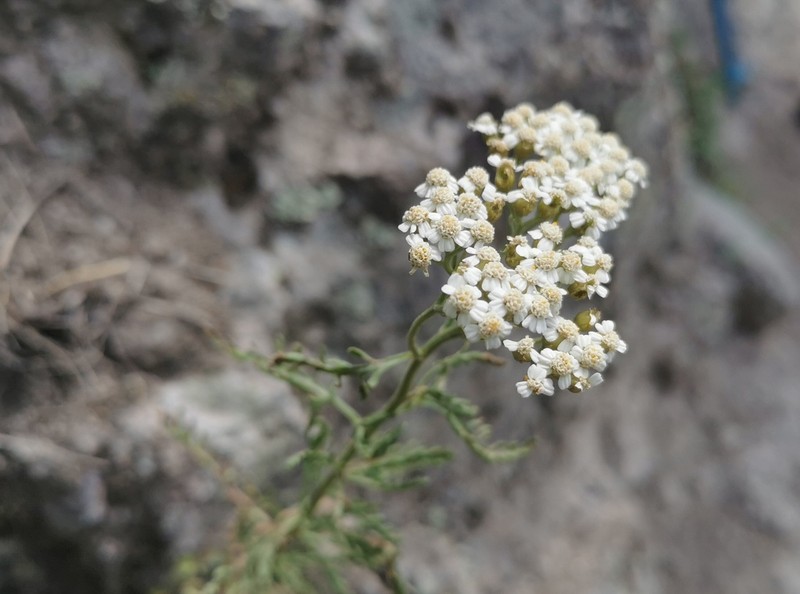 Achillea crithmifolia photo 7