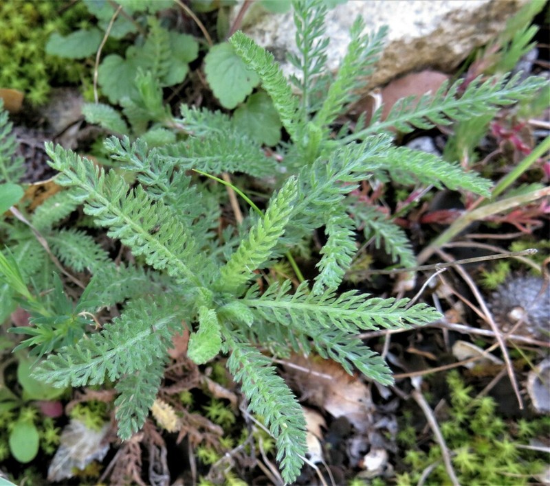 Achillea crithmifolia photo 8