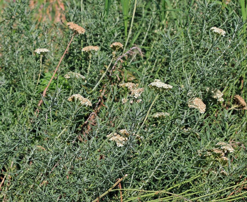 Achillea crithmifolia