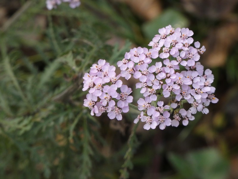 Alps Yarrow photo 2