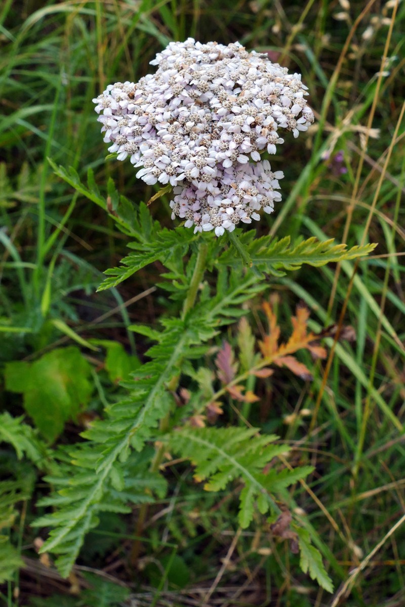 Alps Yarrow photo 3