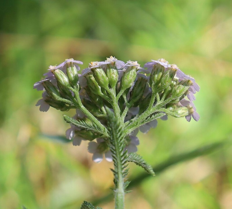 Alps Yarrow photo 4