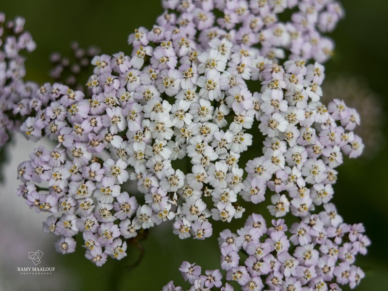 Alps Yarrow photo 5