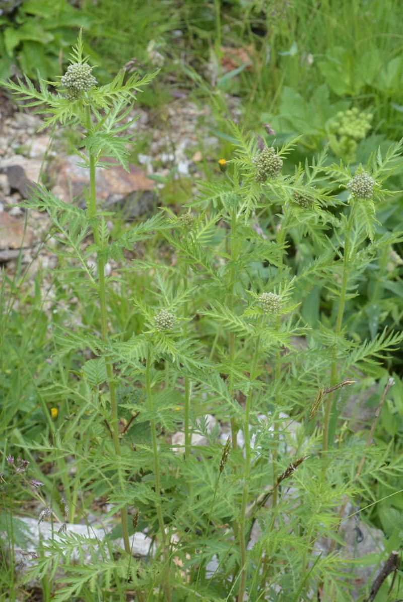 Alps Yarrow photo 6