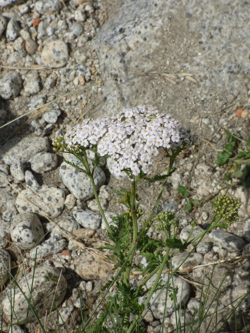Alps Yarrow photo 7