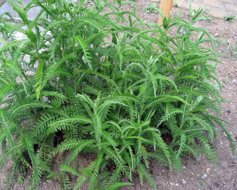 Alps Yarrow photo 2
