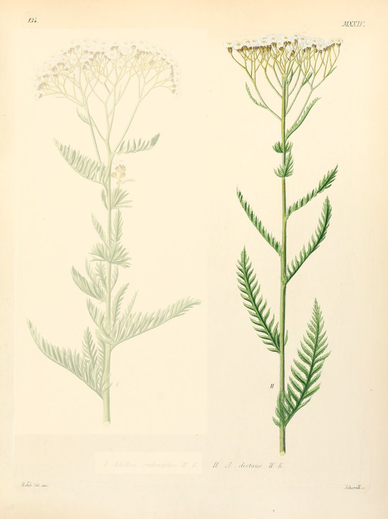Alps Yarrow photo 3