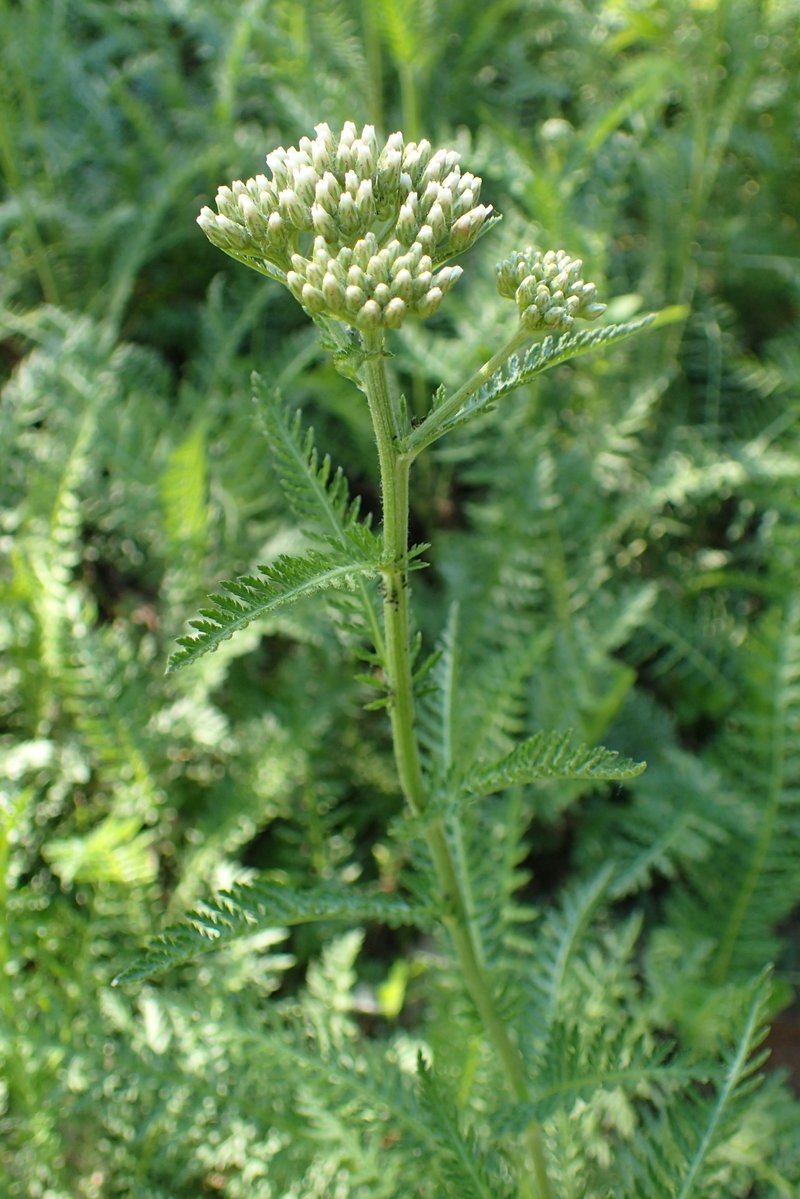 Alps Yarrow photo 4