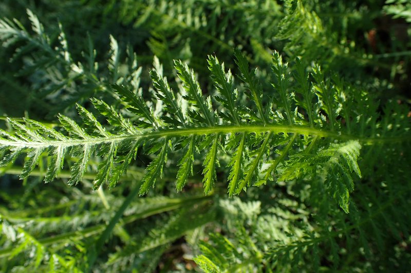 Alps Yarrow photo 5
