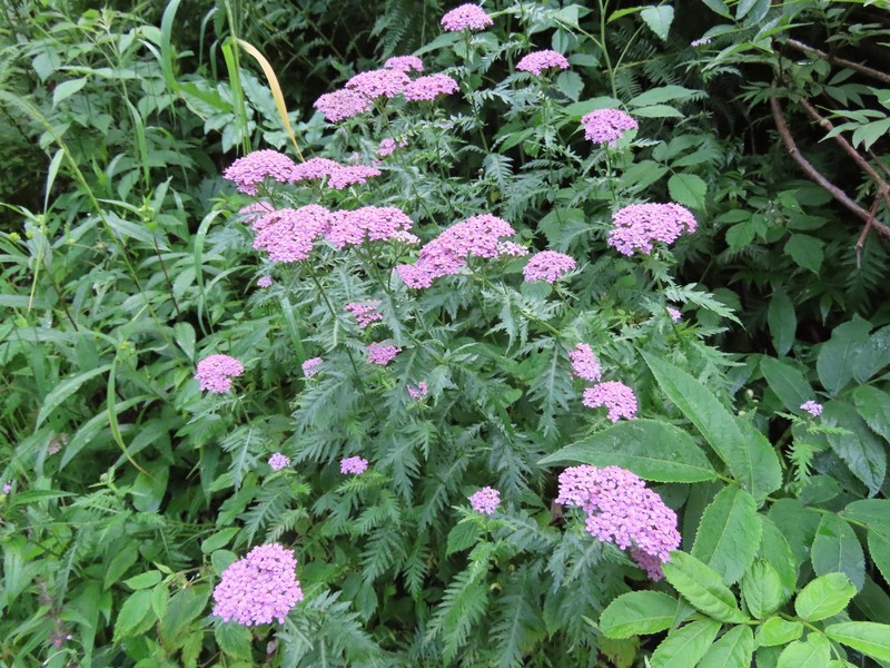 Achillea distans subsp. distans photo 2