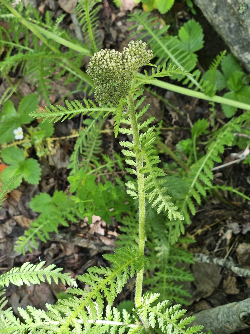 Achillea distans subsp. distans