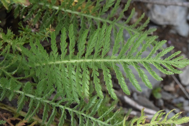 Achillea distans subsp. stricta photo 3