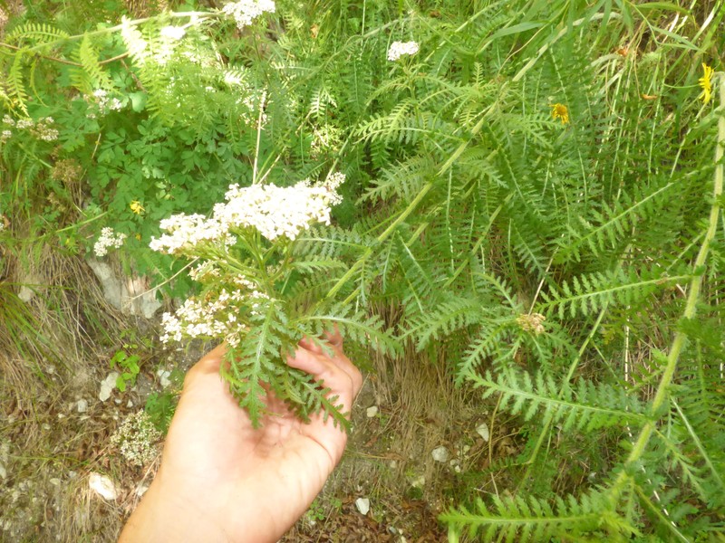 Achillea distans subsp. stricta photo 4