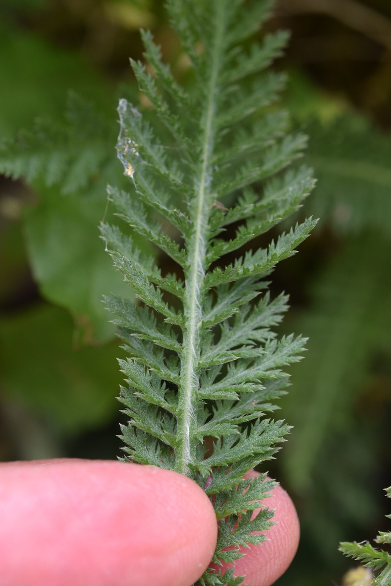 Achillea distans subsp. stricta
