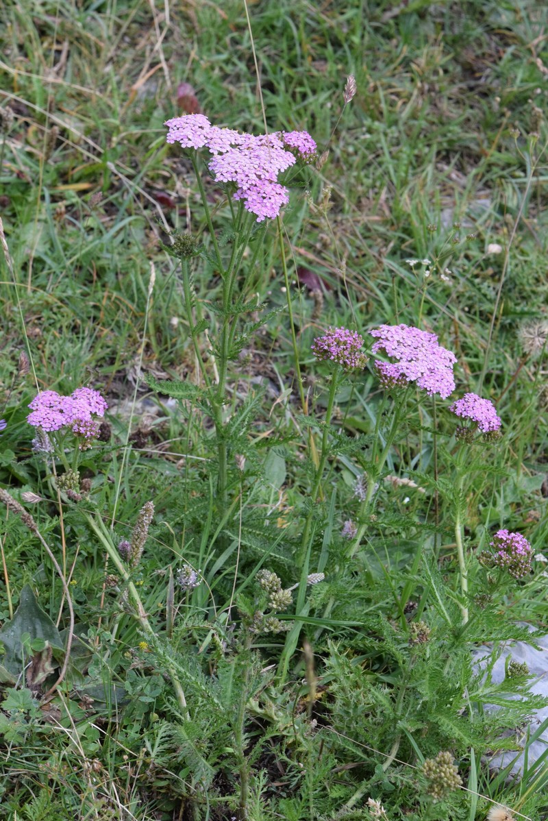 Achillea distans subsp. stricta photo 2