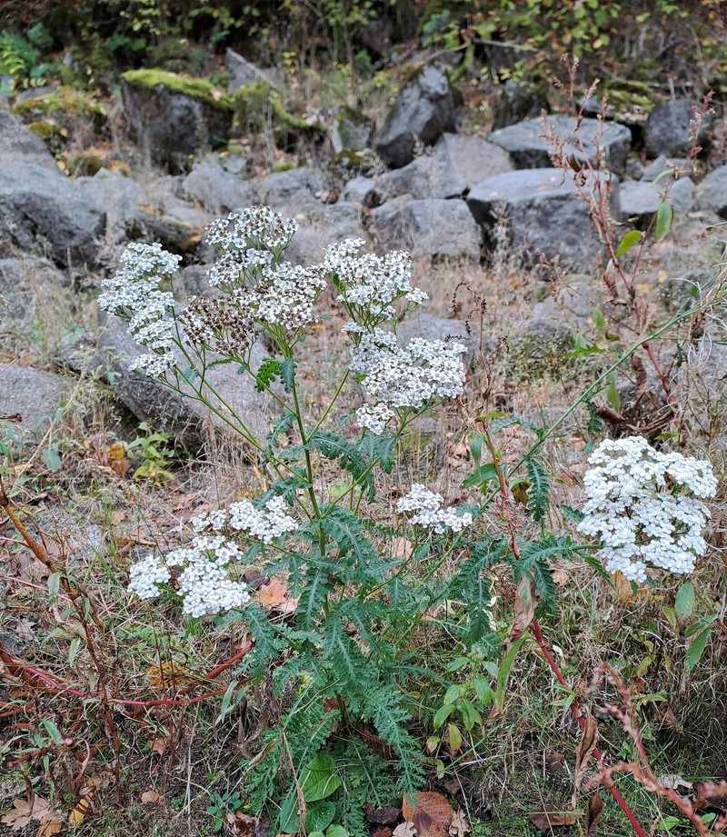 Achillea distans subsp. tanacetifolia photo 4