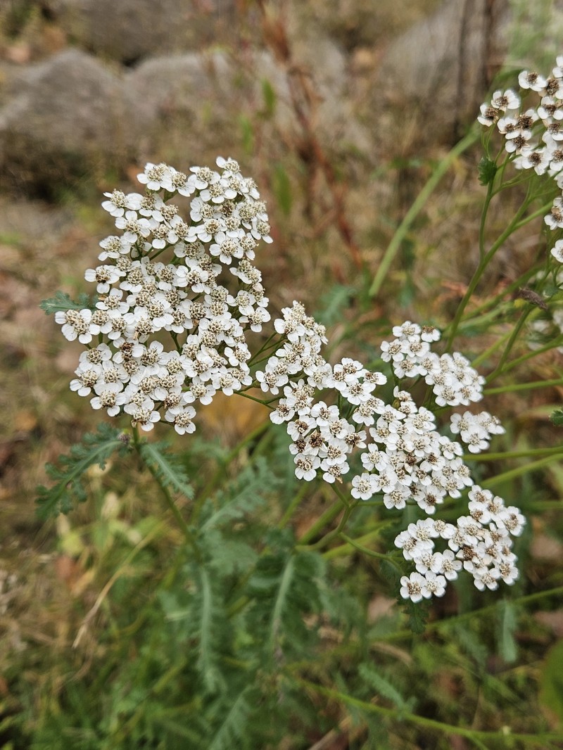 Achillea distans subsp. tanacetifolia photo 5