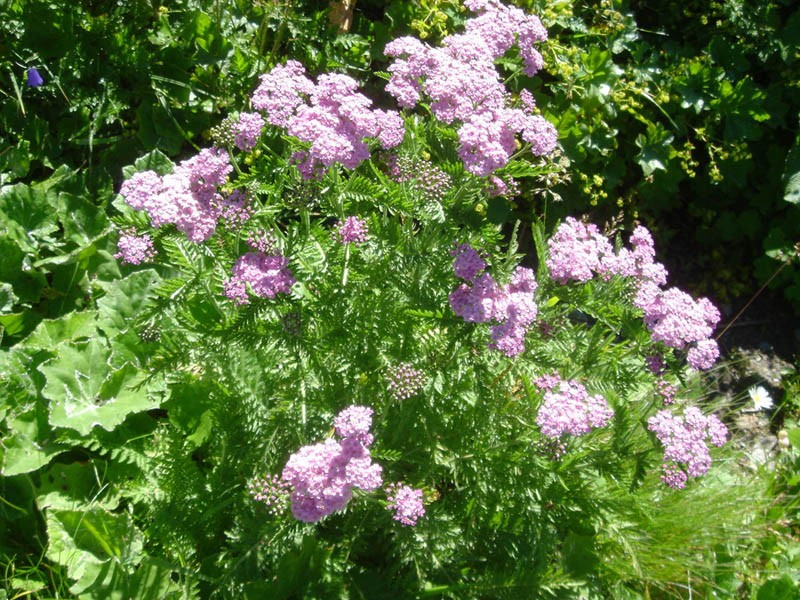 Achillea distans subsp. tanacetifolia