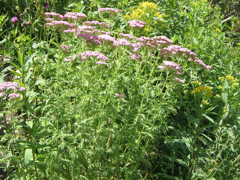 Achillea distans subsp. tanacetifolia photo 6