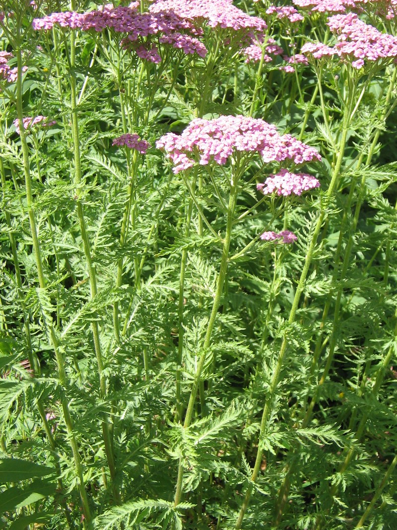 Achillea distans subsp. tanacetifolia photo 7