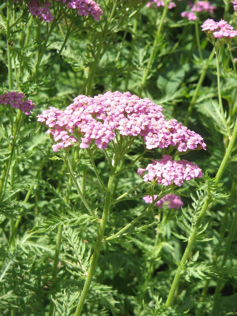Achillea distans subsp. tanacetifolia photo 8