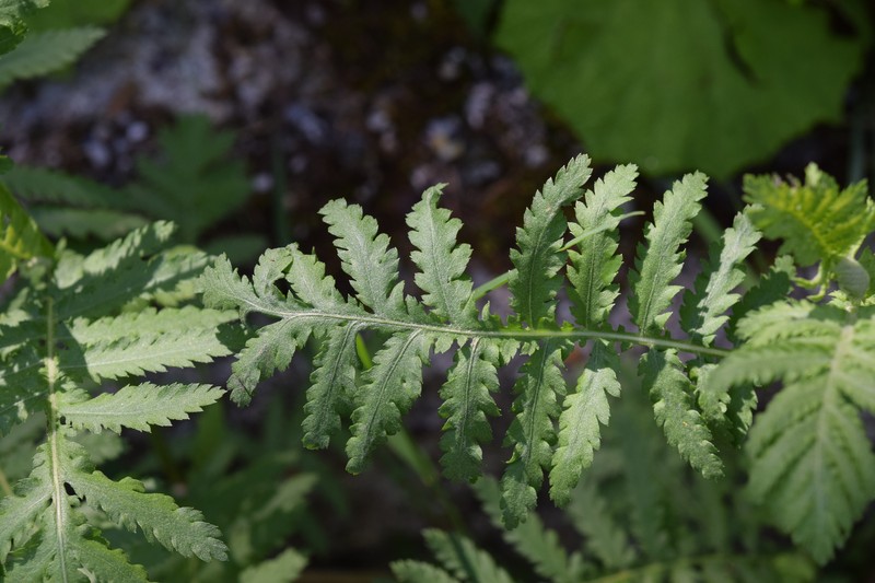 Achillea distans subsp. tanacetifolia photo 2