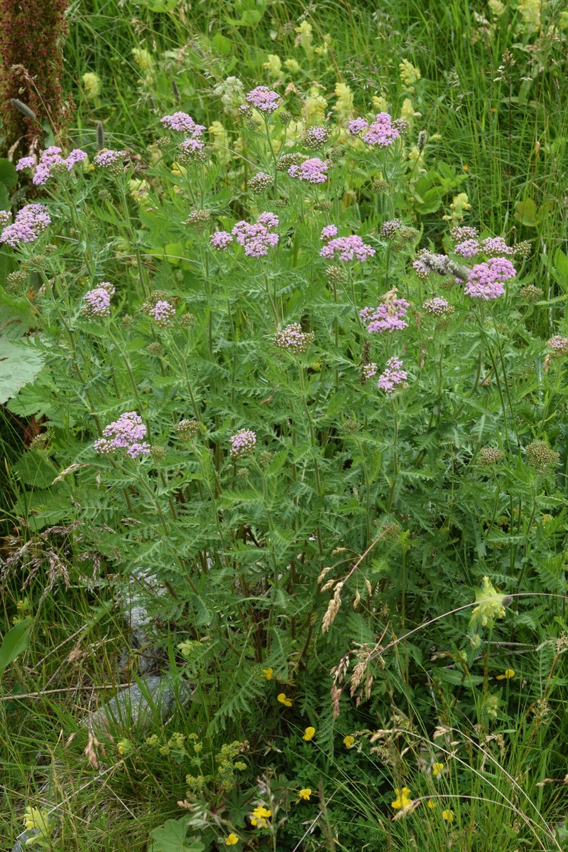 Achillea distans subsp. tanacetifolia photo 3
