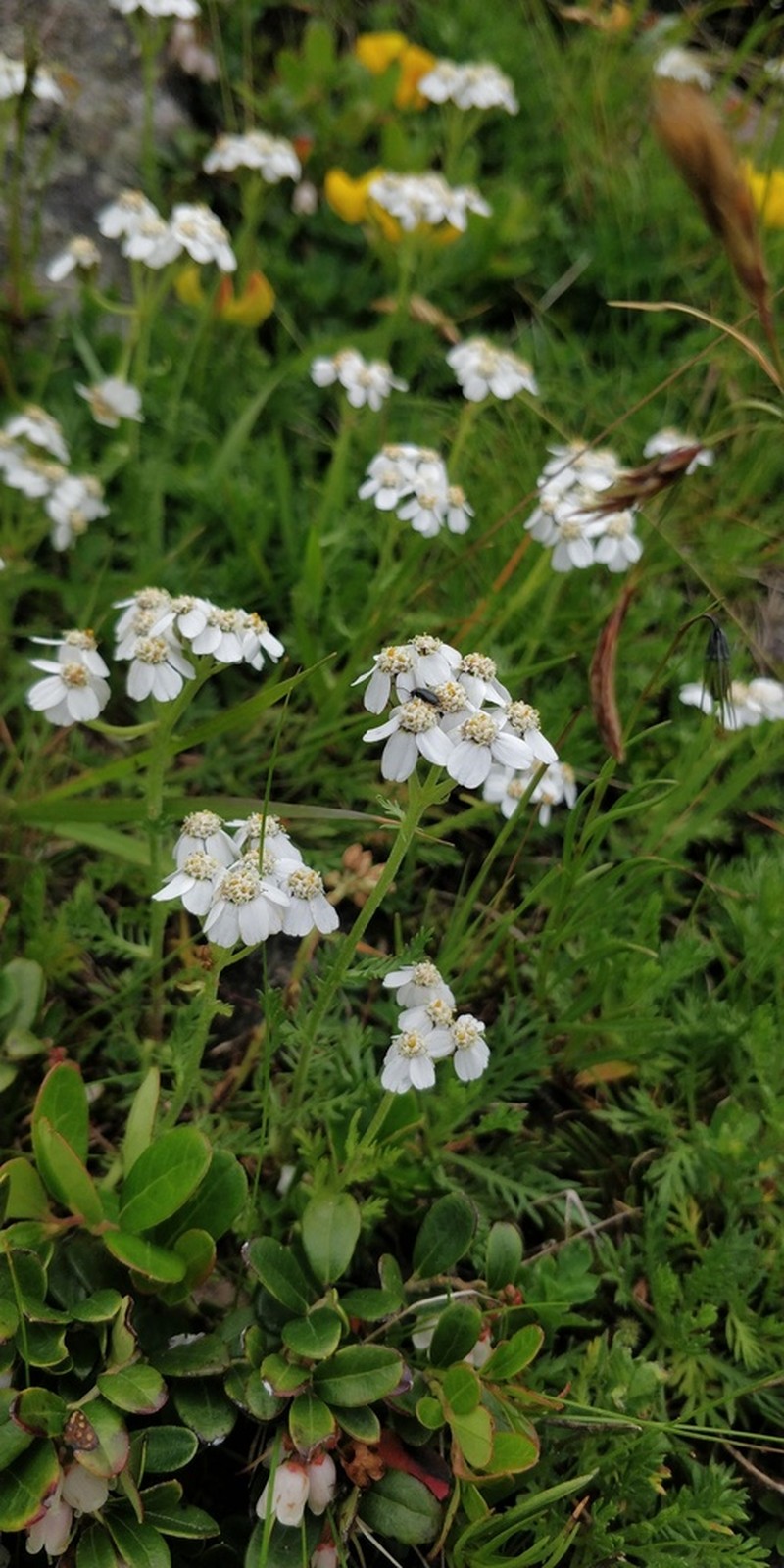 Achillea erba-rotta photo 3