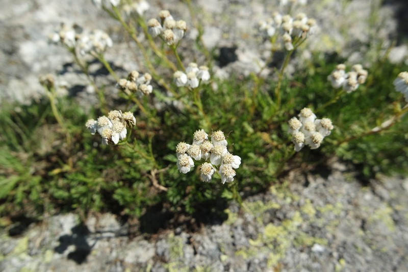 Achillea erba-rotta photo 4