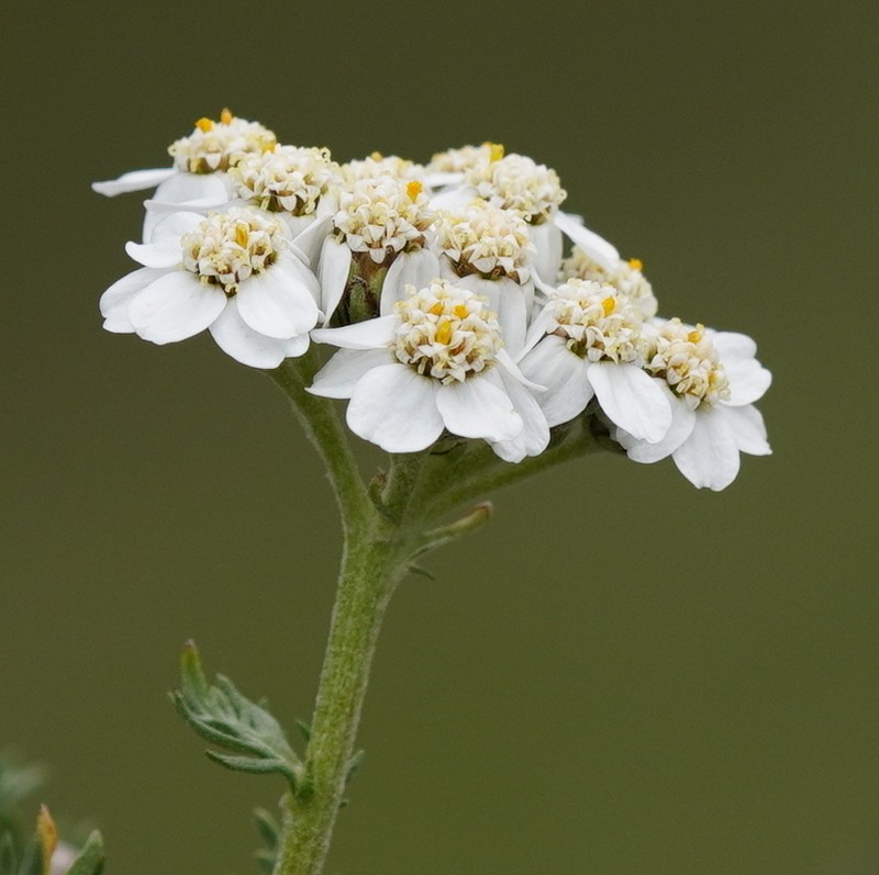 Achillea erba-rotta photo 5