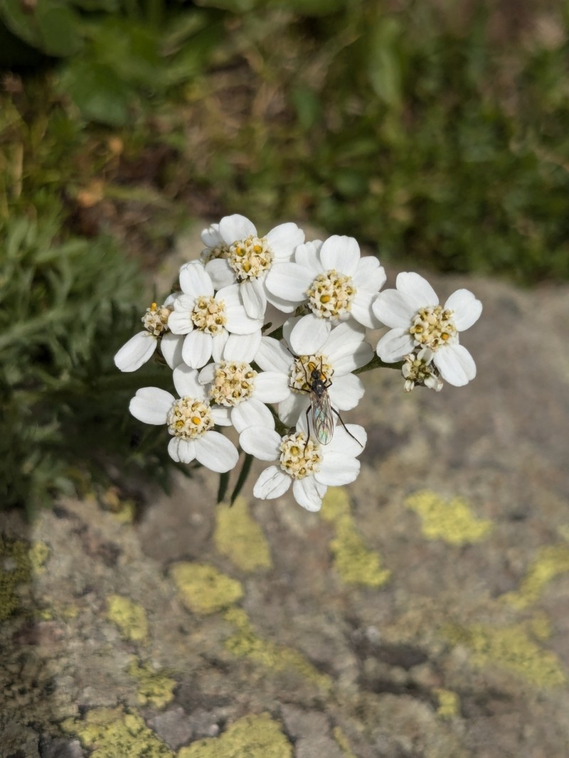 Achillea erba-rotta photo 6