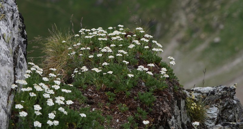 Achillea erba-rotta photo 7