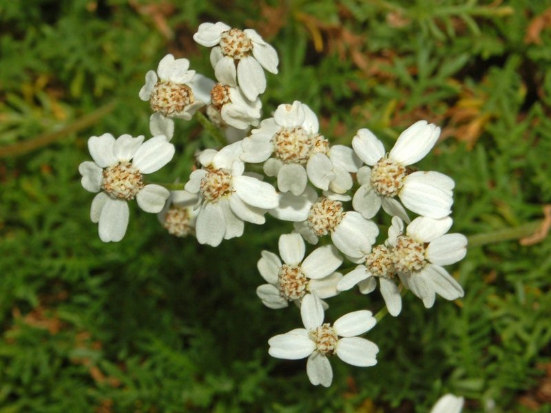 Achillea erba-rotta