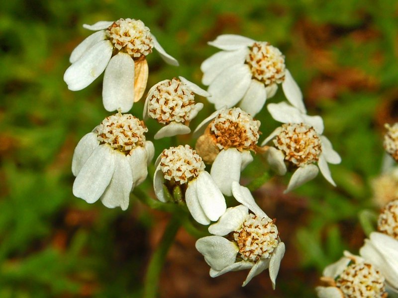 Achillea erba-rotta photo 2