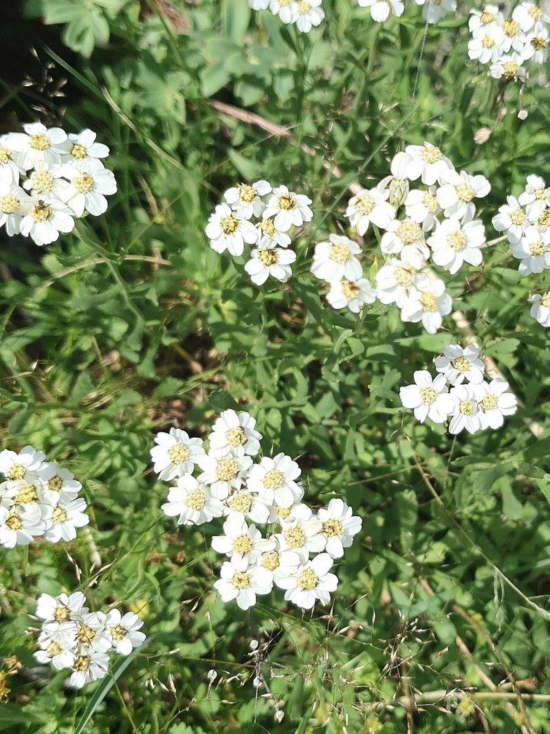 Achillea erba-rotta subsp. erba-rotta