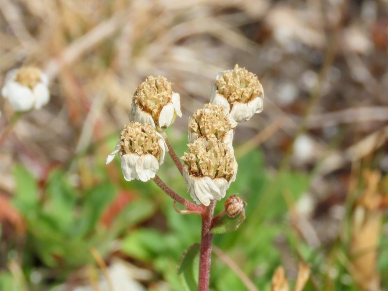 Achillea erba-rotta subsp. erba-rotta photo 3