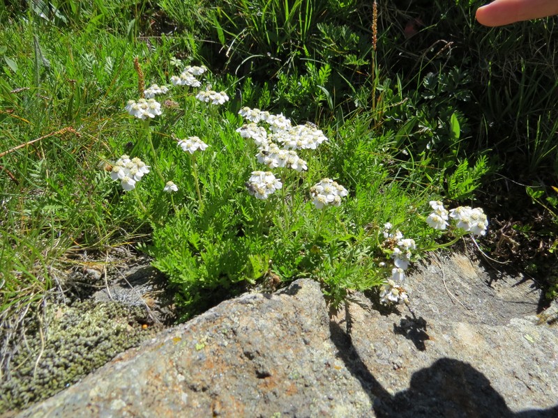 Achillea erba-rotta subsp. moschata
