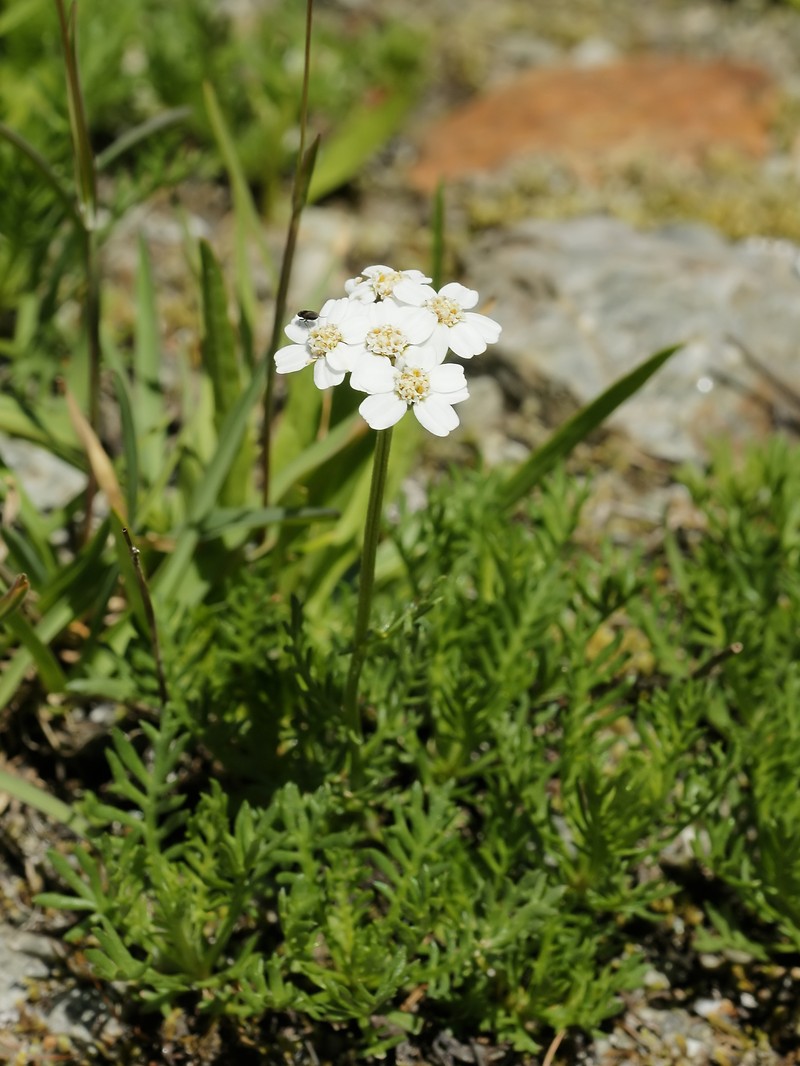 Achillea erba-rotta subsp. moschata photo 5
