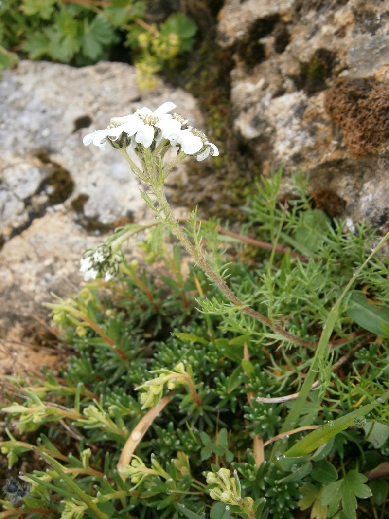 Achillea erba-rotta subsp. moschata photo 6