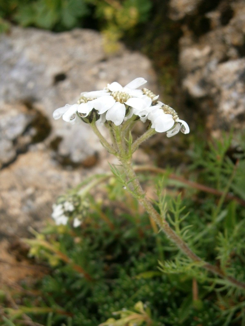 Achillea erba-rotta subsp. moschata photo 7