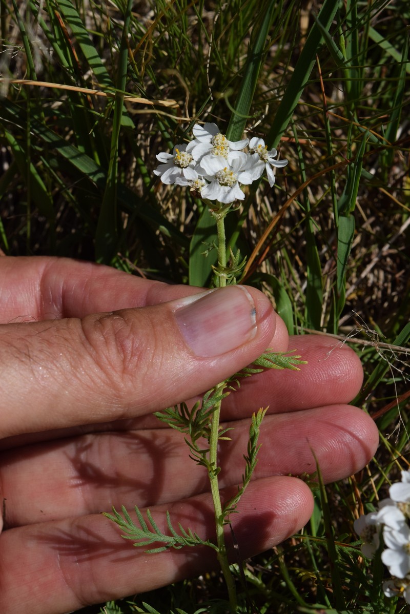 Achillea erba-rotta subsp. moschata photo 2
