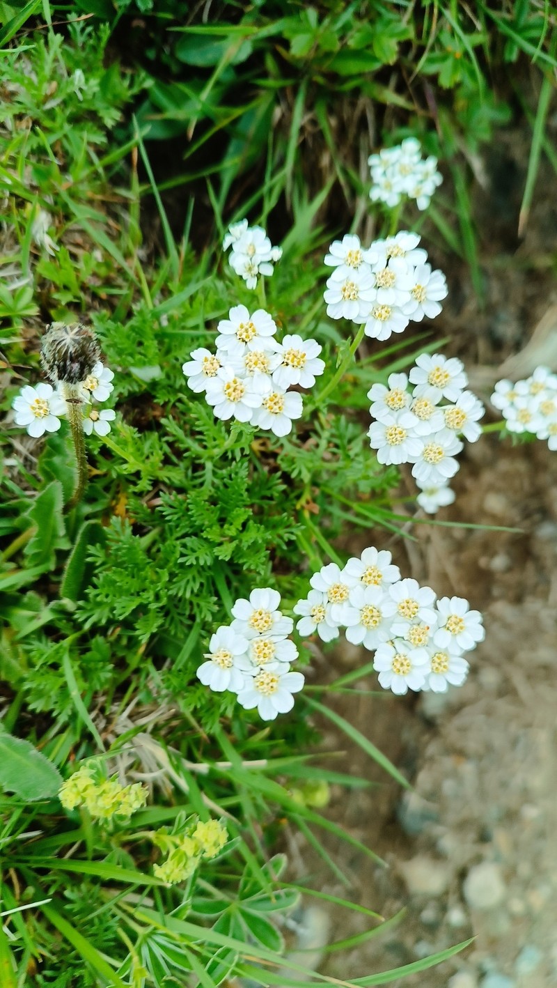 Achillea erba-rotta subsp. moschata photo 3