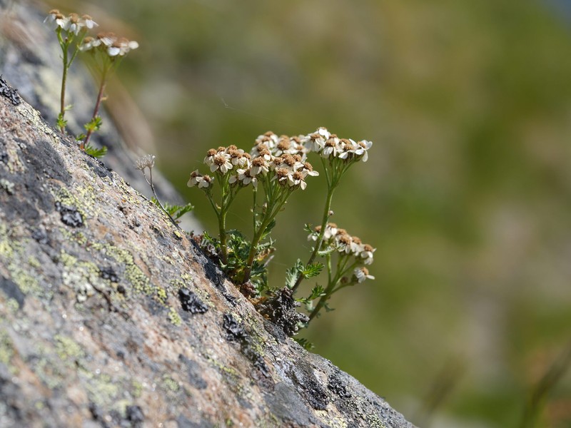 Achillea erba-rotta subsp. moschata photo 4