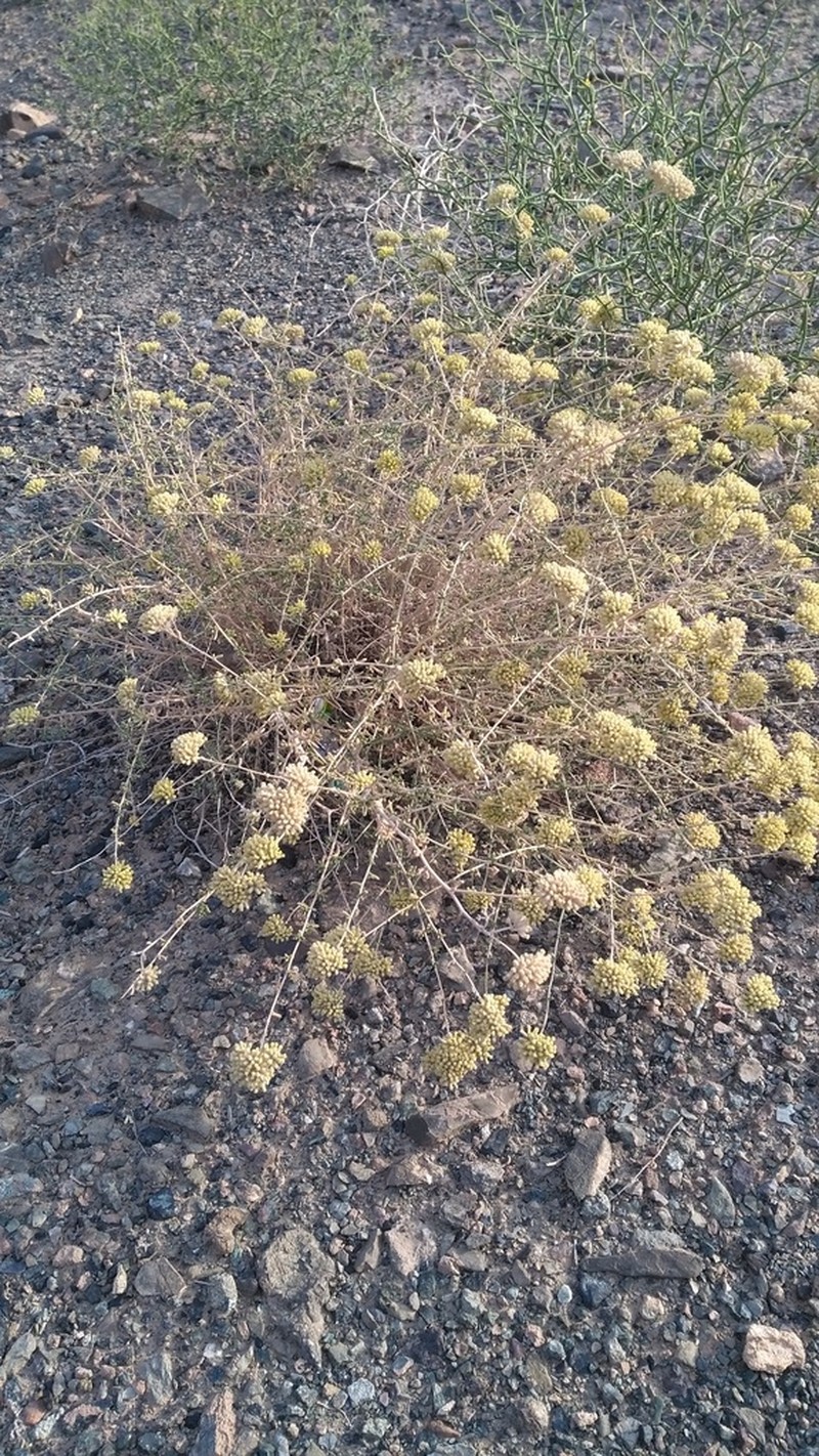 Achillea eriophora