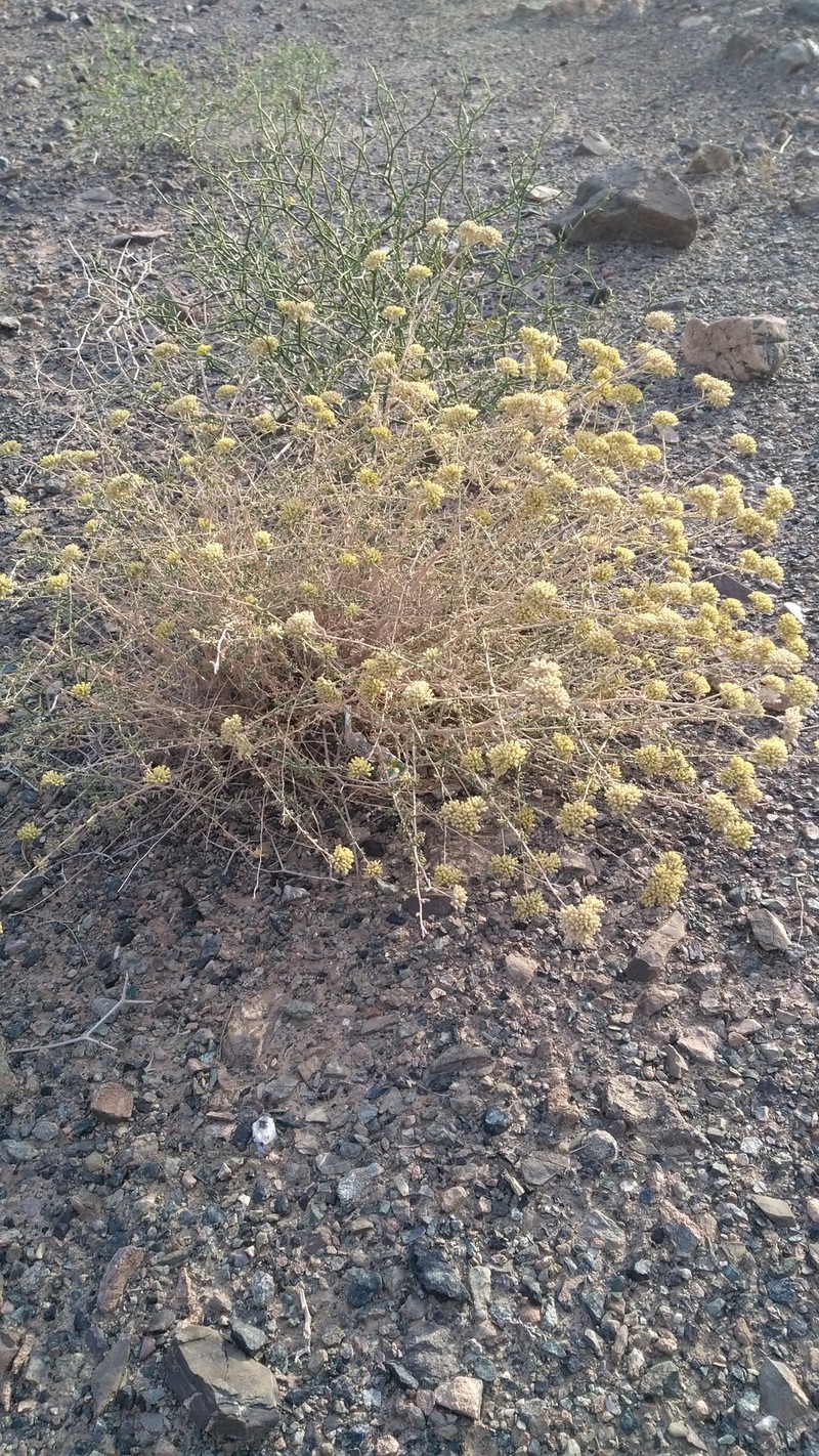 Achillea eriophora photo 2