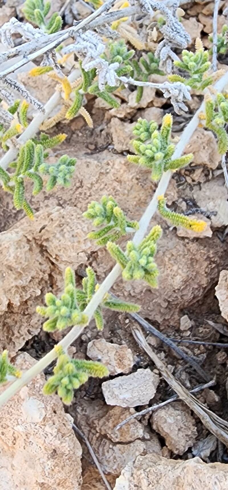 Achillea eriophora photo 4