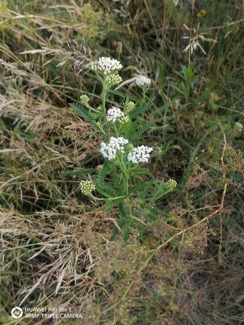 Achillea euxina photo 2