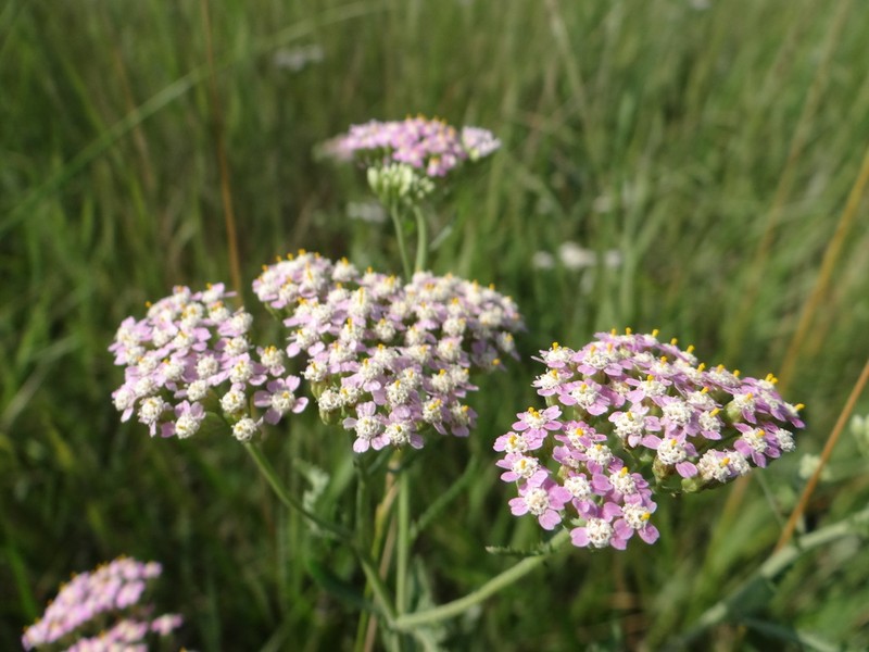 Achillea euxina photo 3