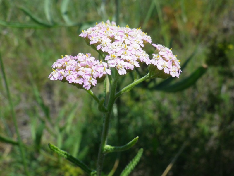 Achillea euxina photo 4