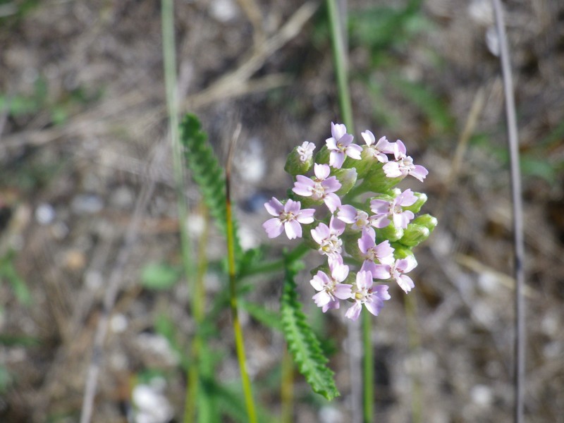 Achillea euxina photo 5